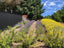 Our Guide to Watering Lavender
