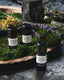 3 small essential oil bottles on a black stone slab, surrounded by green moss, lavender, and helichrysum sprigs