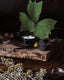 a short black open cream jar, on top of a wood surface, surrounded by a large green leaf and immortelle sprigs