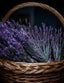 A brown wicker basket filled with deep purple fresh lavender sprigs