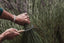 hands holding a large bunch of lavender in a field, using a garden sickle to cut the stems